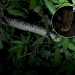 จับระทึก-‘งูเหลือม’-ยาว-4-เมตร-แอบซุ่มบนต้นมะม่วง-คอยกินไก่ชาวบ้าน-–-มติชน